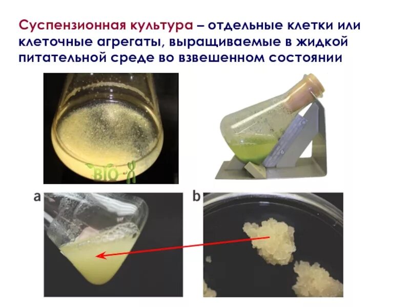 Суспензионные культуры клеток