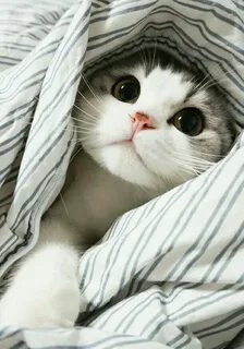 Мил под