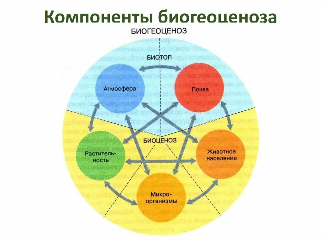 Биогеоценоз биотоп биоценоз. Структура экосистемы биотоп. Экосистема, биотоп, сообщество, биоценоз, биогеоценоз. Биотоп = биоцеоноз + био. Биогеоценоз основа
