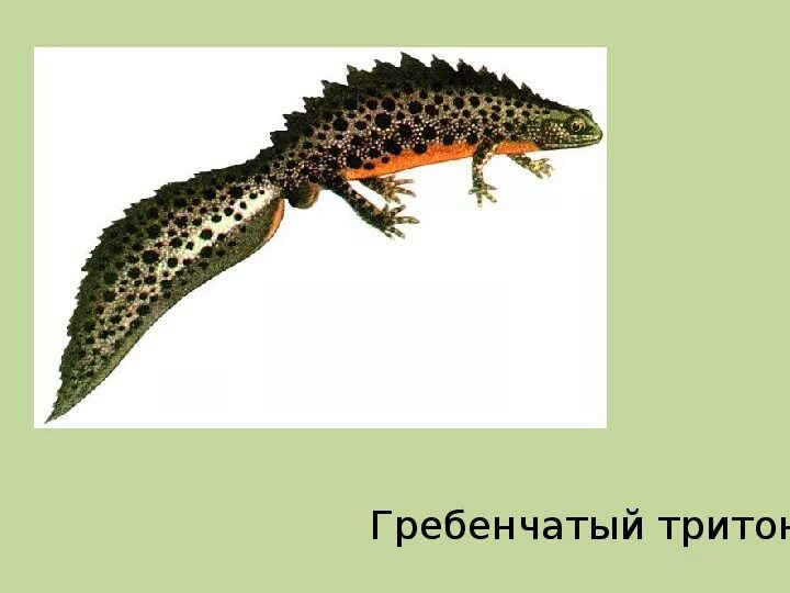 Гребенчатый тритон относится к пресмыкающимся. Обыкновенный и гребенчатый тритоны. гребенчатый тритон красная книга. гребенчатый тритон превращение.