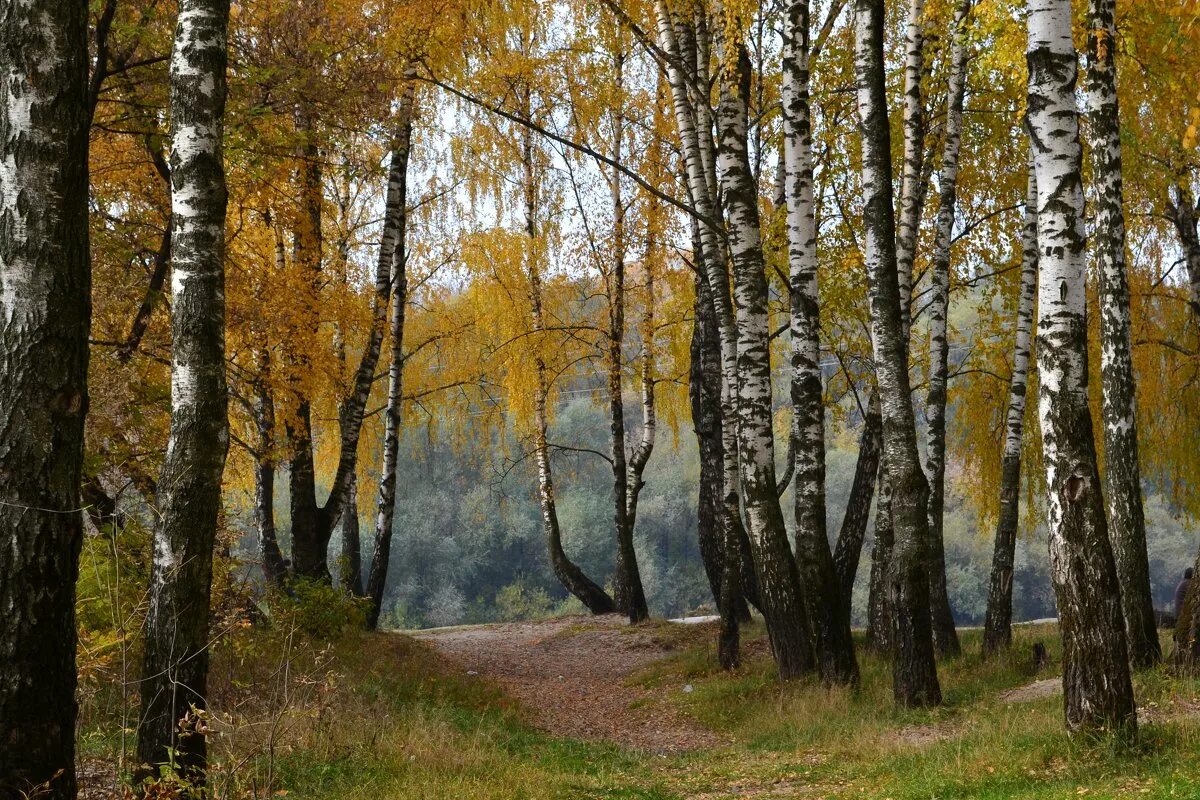 Березовая грусть грачева