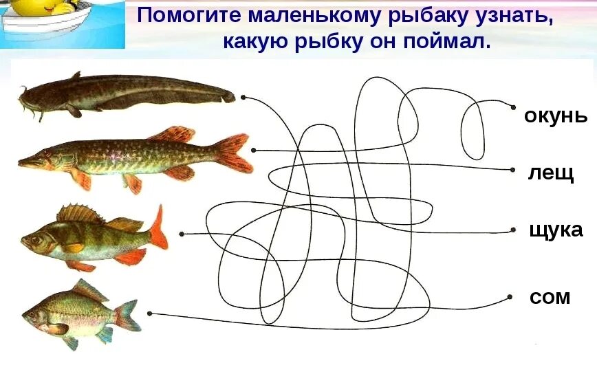 Задания на тему рыбы. Задания по теме речные рыбы для детей. Части тела рыбы задания для дошкольников. Задания на тему Пресноводная рыба.