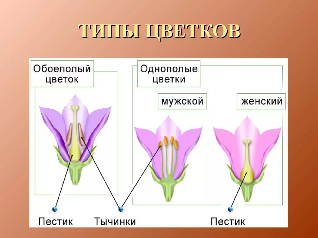 Раздельнополые цветки. Типы цветков биология 6 класс. Типы цветков у покрытосеменных растений. Типы цветков обоеполые.