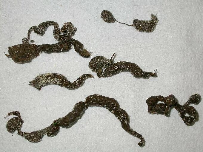 snake.jpg (634 × 357) Sewer repair, Sump pump, Sump
