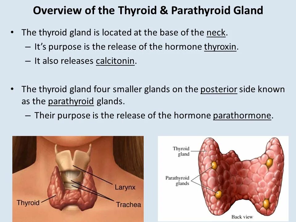 Thyroid Gland Hormones.