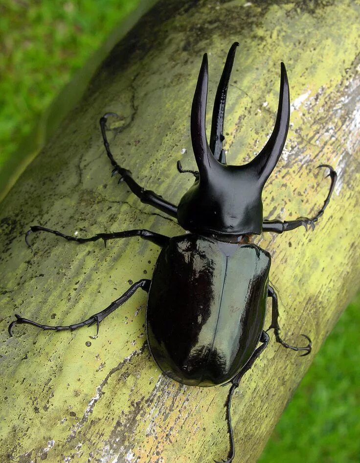 Большие жуки насекомые. Chalcosoma moellenkampi. Жук олень навозный Жук. Жук Рогач зеленый. Жук олень носорог Рогач.