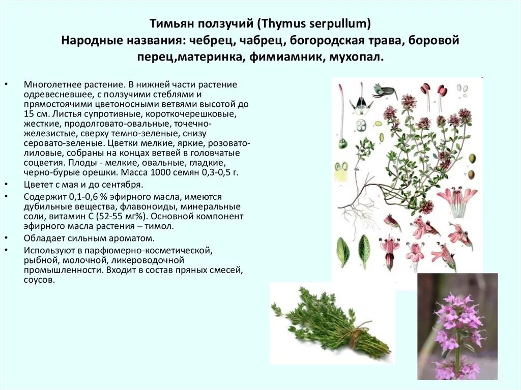 Клевер белый ползучий стебель. Чабрец тимьян ползучий описание. Клевер пастбищный. Клевер белый ползучий характеристика. Жизненная форма ползучего.