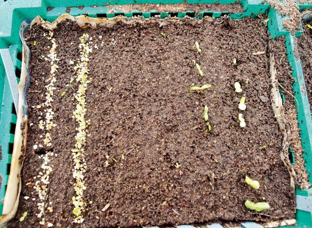 На какой день всходят семена огурцов. Предпосевная подготовка семян. Посев семян в питомнике. Способы подготовки семян к посеву. Технология подготовки семян к посеву.