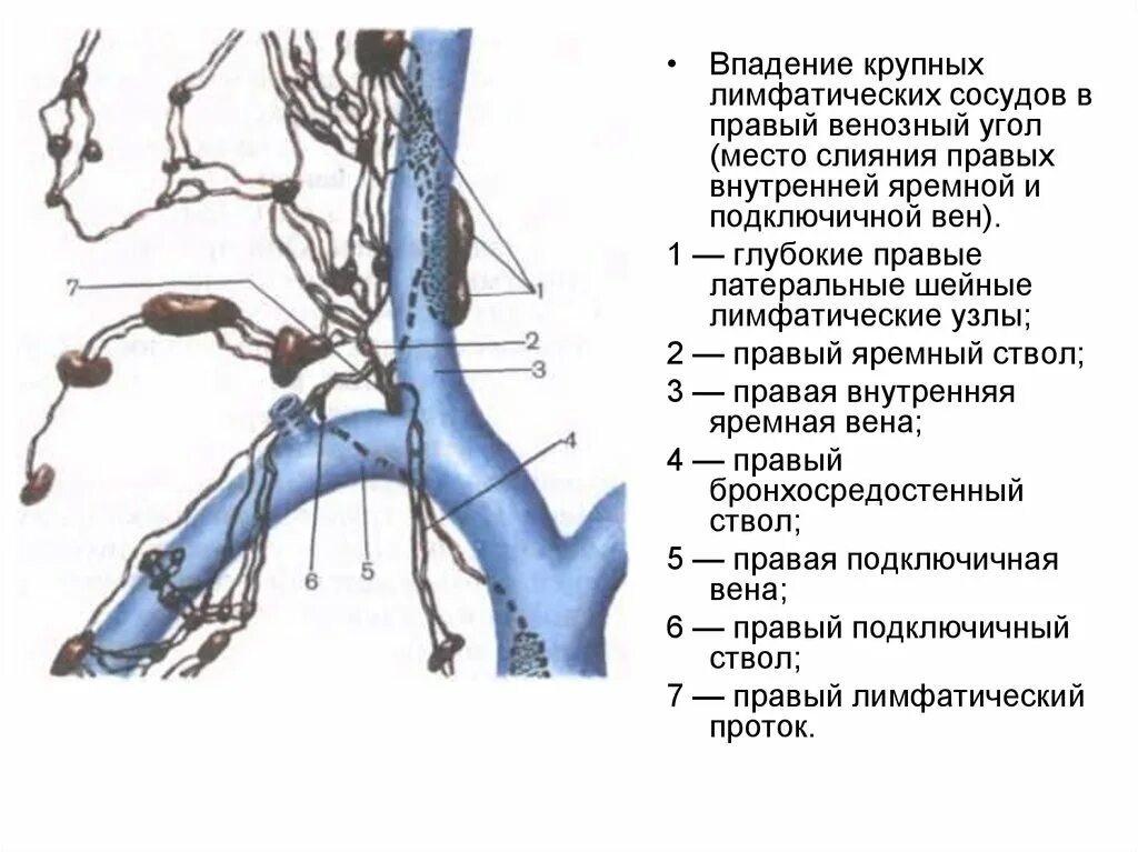 Крупные лимфатические сосуды. Подключичный лимфатический ство. Яремный ствол лимфатическая система. Венозные узлы лимфатической системы. Внутриорганные лимфатические сосуды строение.