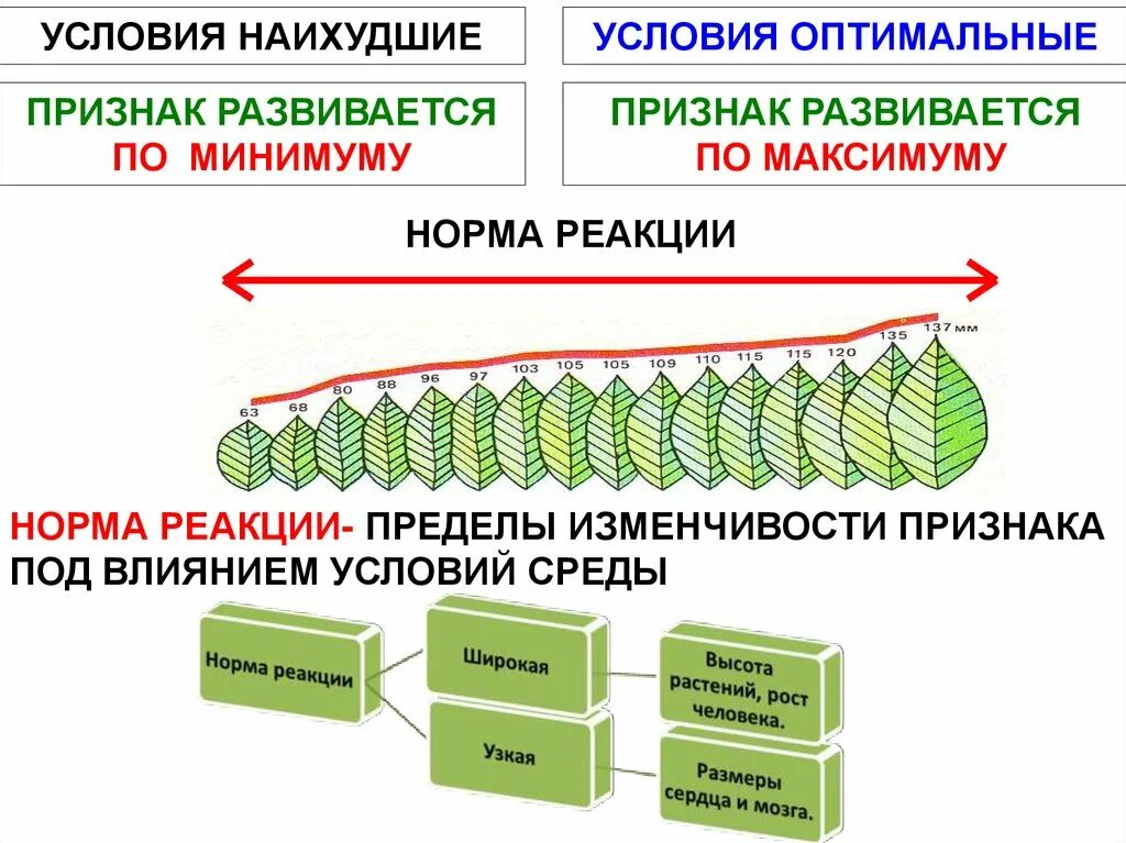 Норма реакции модификационной изменчивости. Модификационная изменчивость количественные признаки. Норма реакции признака модификационная изменчивость. Модификационная изменчивость это изменчивость.