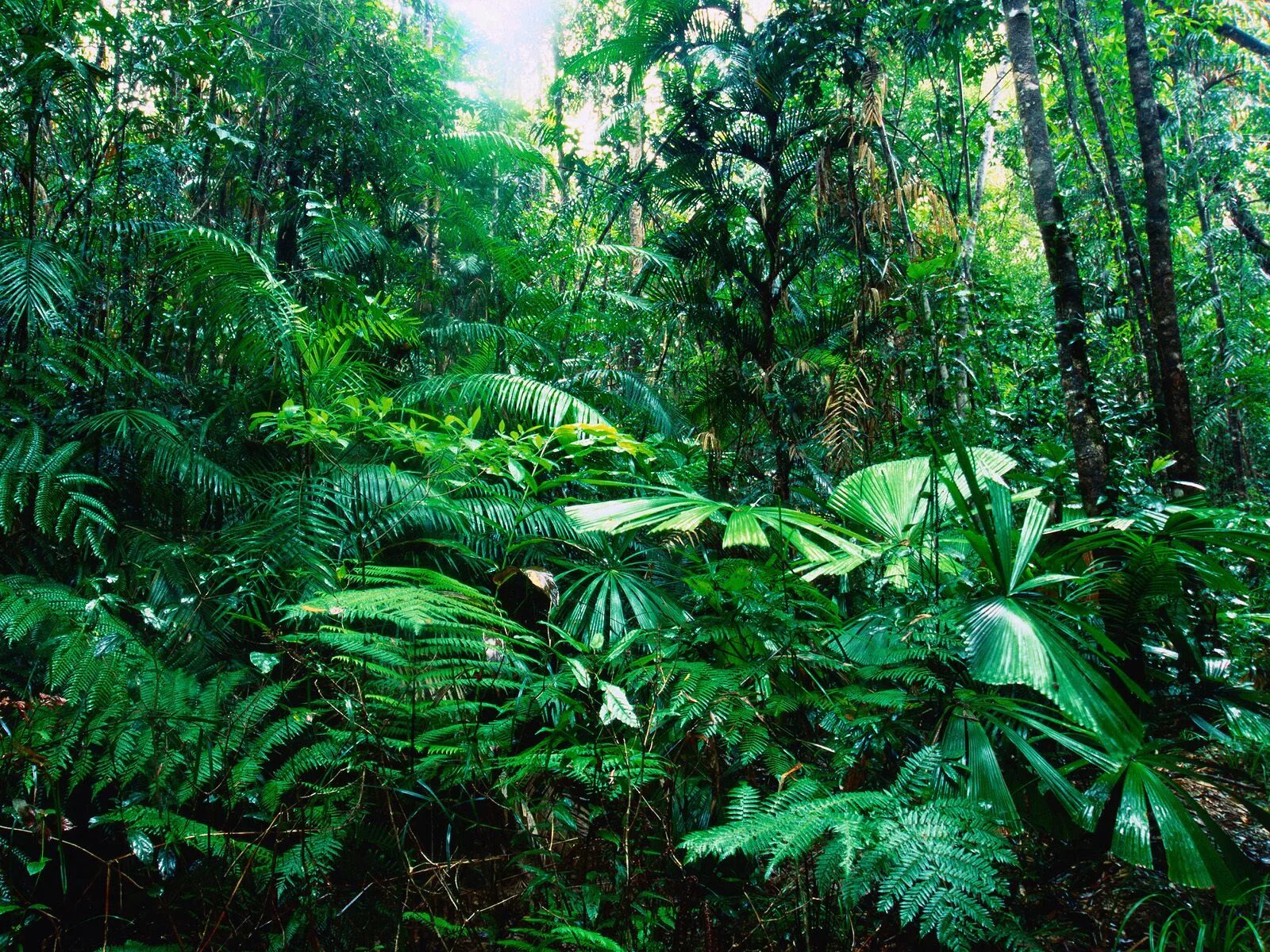 Rainforest plants. Гилея в Африке. Экваториальный лес Сельва растения. Тропикал Рейнфорест. Сельва Южной Америки.