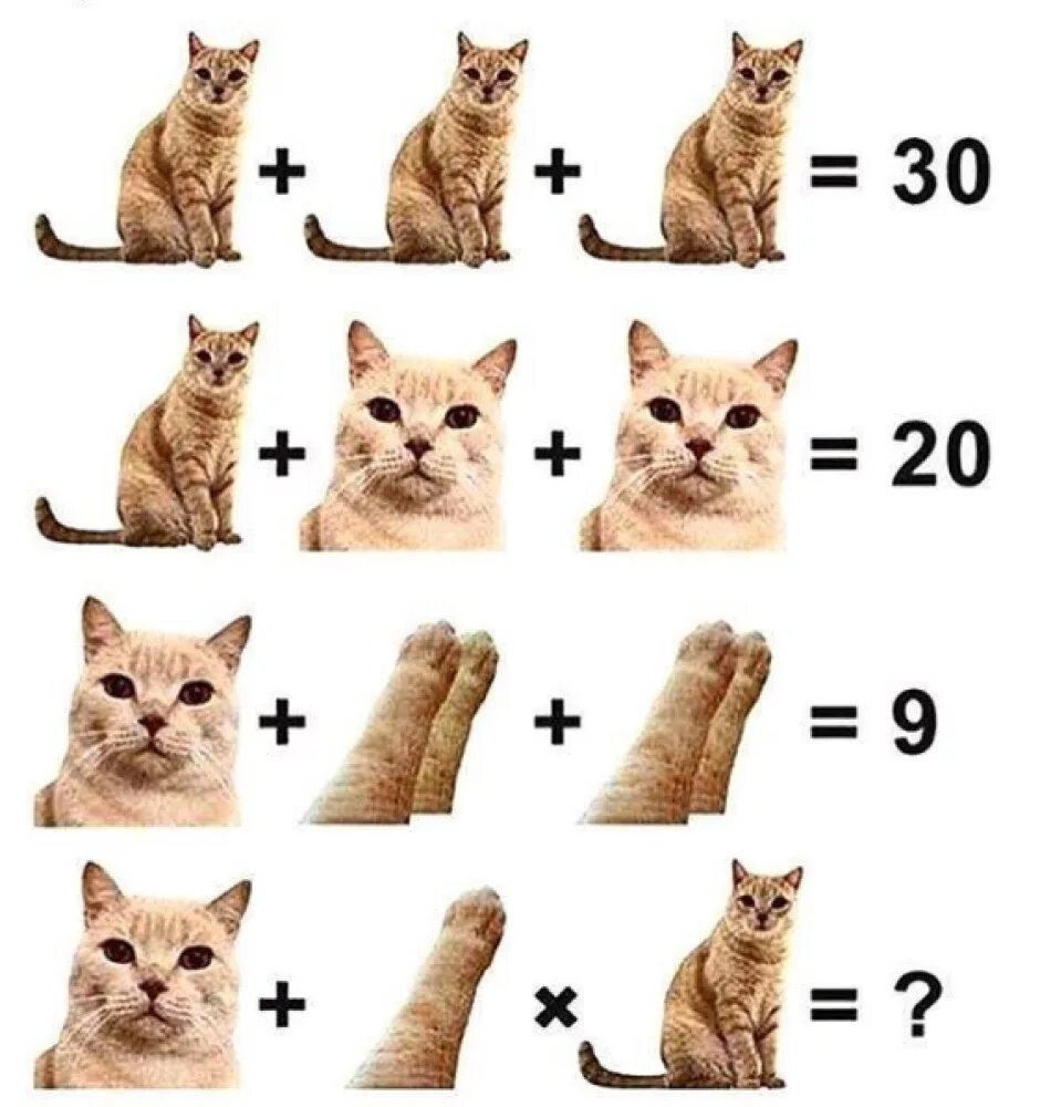 Resultado de imagem para desafios lógicos com gatos Мемы про котов, Милые котики