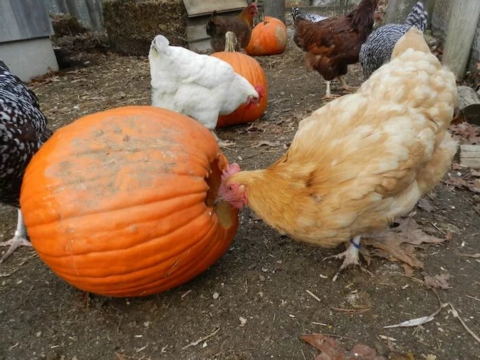 тыкву курам можно. фаршированная тыква с рисом. тыкву курам можно. тыкву курам можно. булгур с тыквой по турецки.