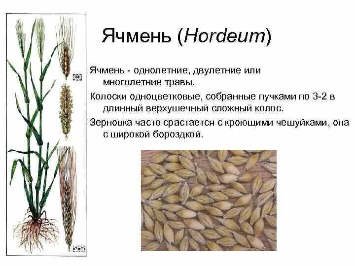 Овес группа растений. Зерновка ячменя. Строение пшеницы ржи ячменя. Ячмень обыкновенный злаки. Ботаническая характеристика озимого ячменя.