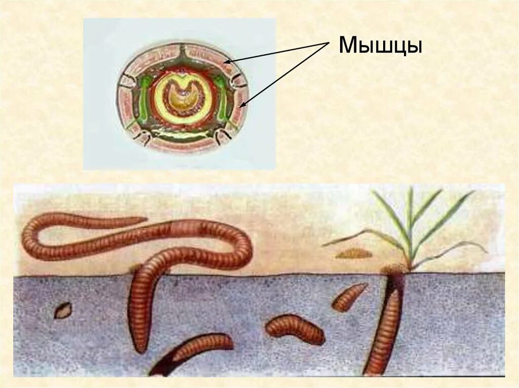 Развитие с метаморфозом дождевой червь. Малощетинковые кольчатые черви. Микропрепараты Малощетинковые черви. Малощетинковые стадии развития. Кольчатые черви строение.