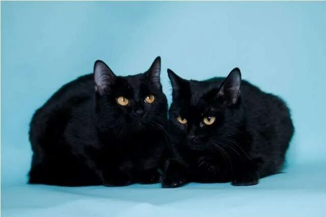 Той 2 черные. Две черные кошки. два чёрных кота.