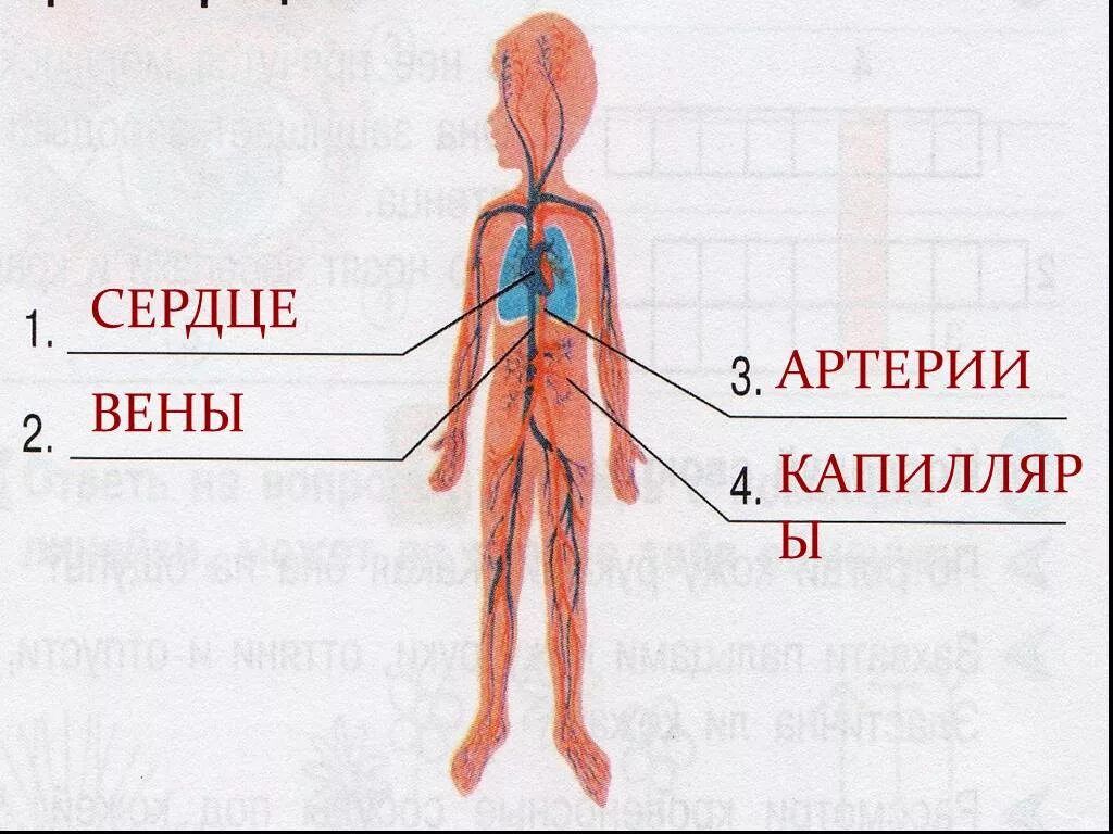 Кровеносная система артерии вены капилляры. Сердце артерии вены капилляры. Вены и артерии человека. Сердечные артерии и вены