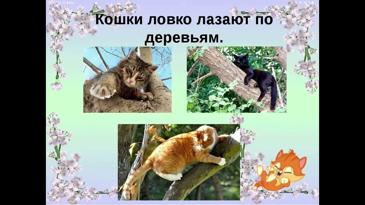 Проект про животных окружающий мир 1 класс. Проектная работа кошка. проектная работа про животных. наше путешествие в мир животных. проект домашние питомцы кошки.