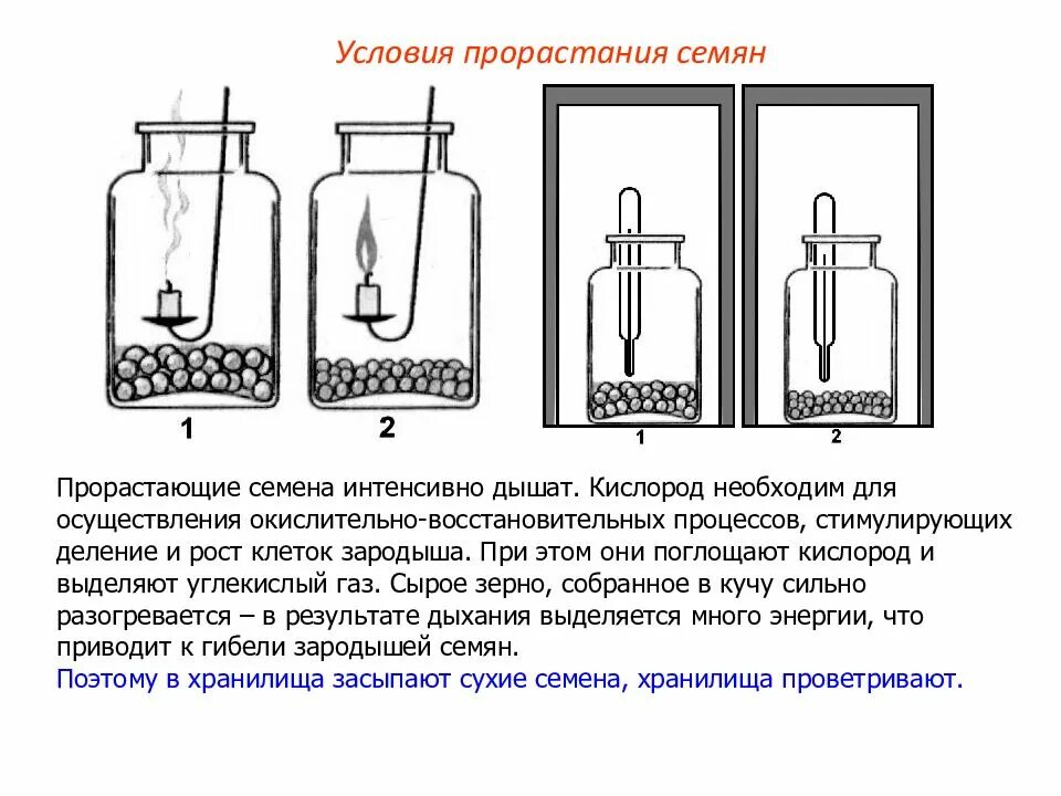 Лабораторная работа исследование дыхания растений
