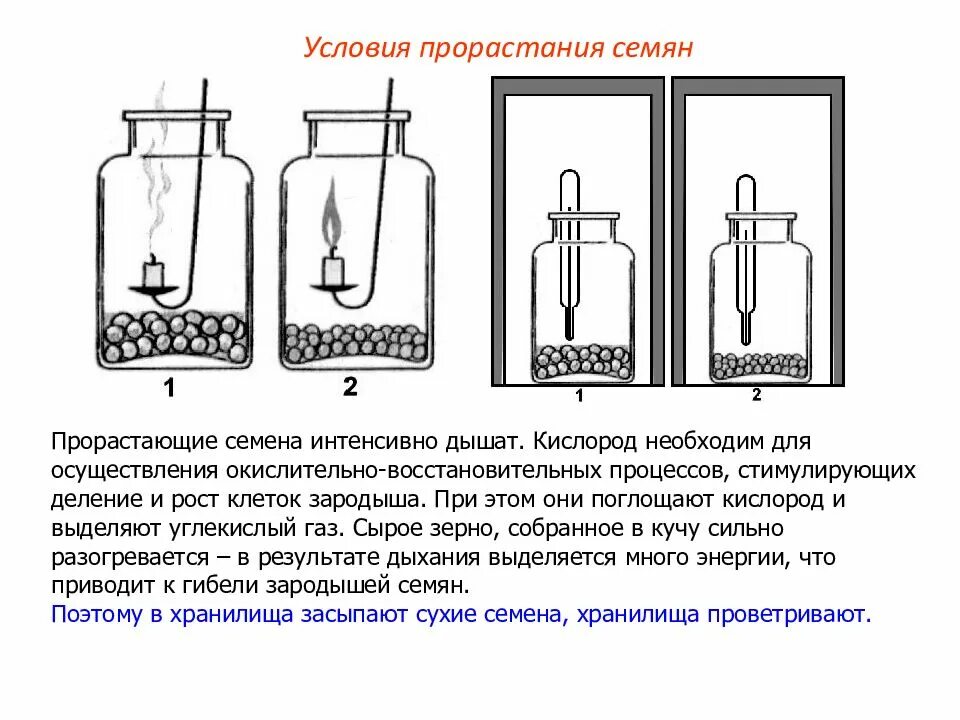 Лабораторная работа условия прорастания семян. Условия прорастания семян. Опыт определения условий прорастания семян. Условия прорастания семян опыт. Опыт по биологии прорастание семян.