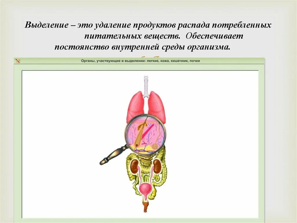 Биология 9 класс органы выделения. Органы участвующие в выделении. Органы участвующие в процессе выделения. Органы выделительной системы легкие. Система органов выделения и кожа.