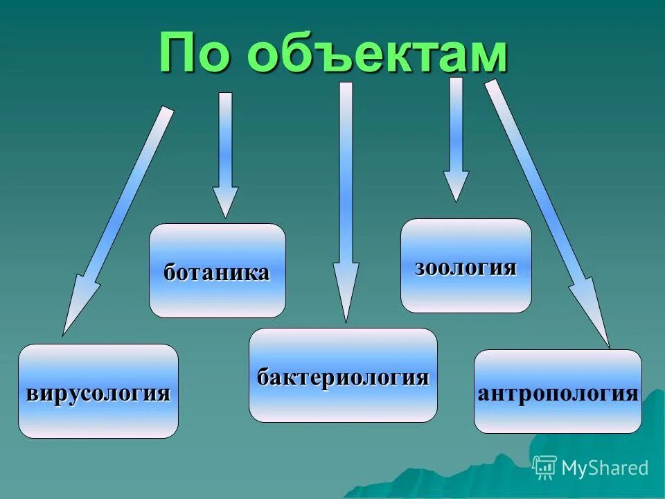 краткая история развития ботаники. ботаника объект изучения. объект ботаники. объект исследования ботаники. разделы ботаники по объекту изучения.