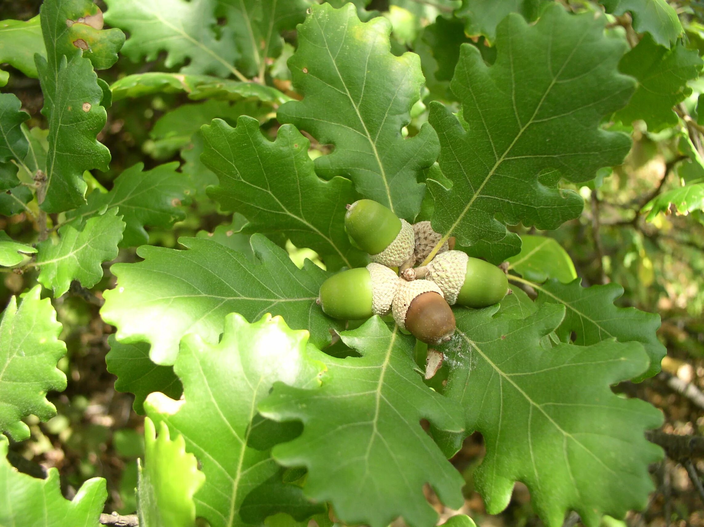Дуб черешчатый (Quercus Robur). Дуб пушистый  (Quercus pubescens Willd. Дуб скальный (Quercus petraea). Дуб черешчатый крона. Диаметр дуба черешчатого