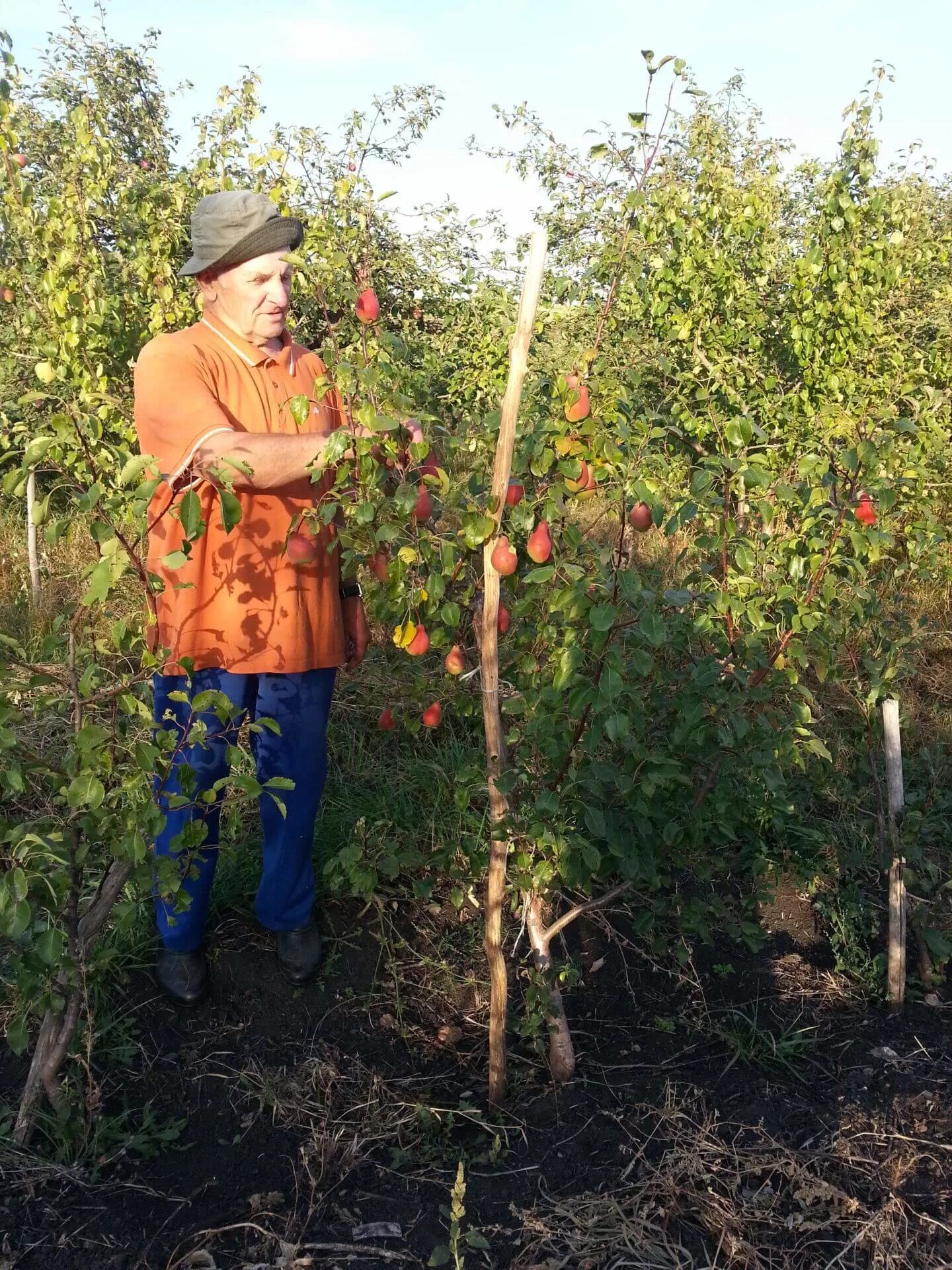 Папин сад. Подвой айва Анжерская. Подвой айва ва 29. Воронеж плодовые деревья. Питомник груши на подвой айва.