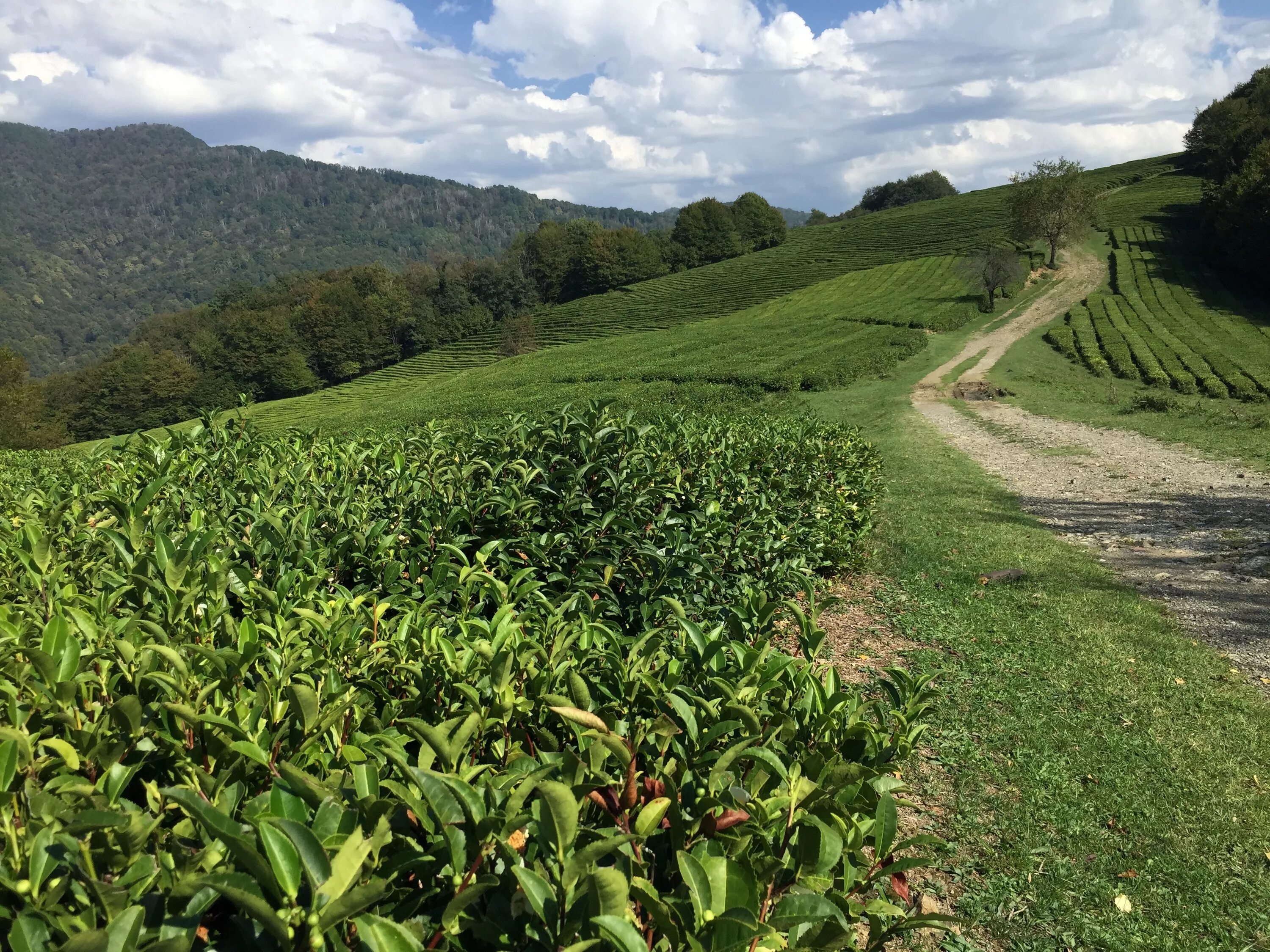 Виды плантаций. Чайные плантации Сочи Мацеста. Чайные плантации Мацеста чай. Мацестинская Долина Сочи чайные плантации. Сочи чайная плантация в Мацесте.