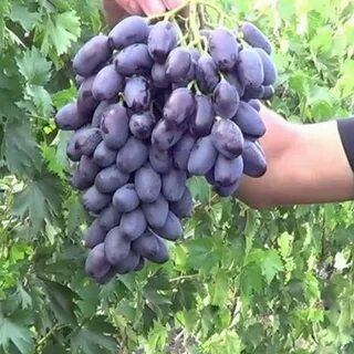 Сорт винограда велико