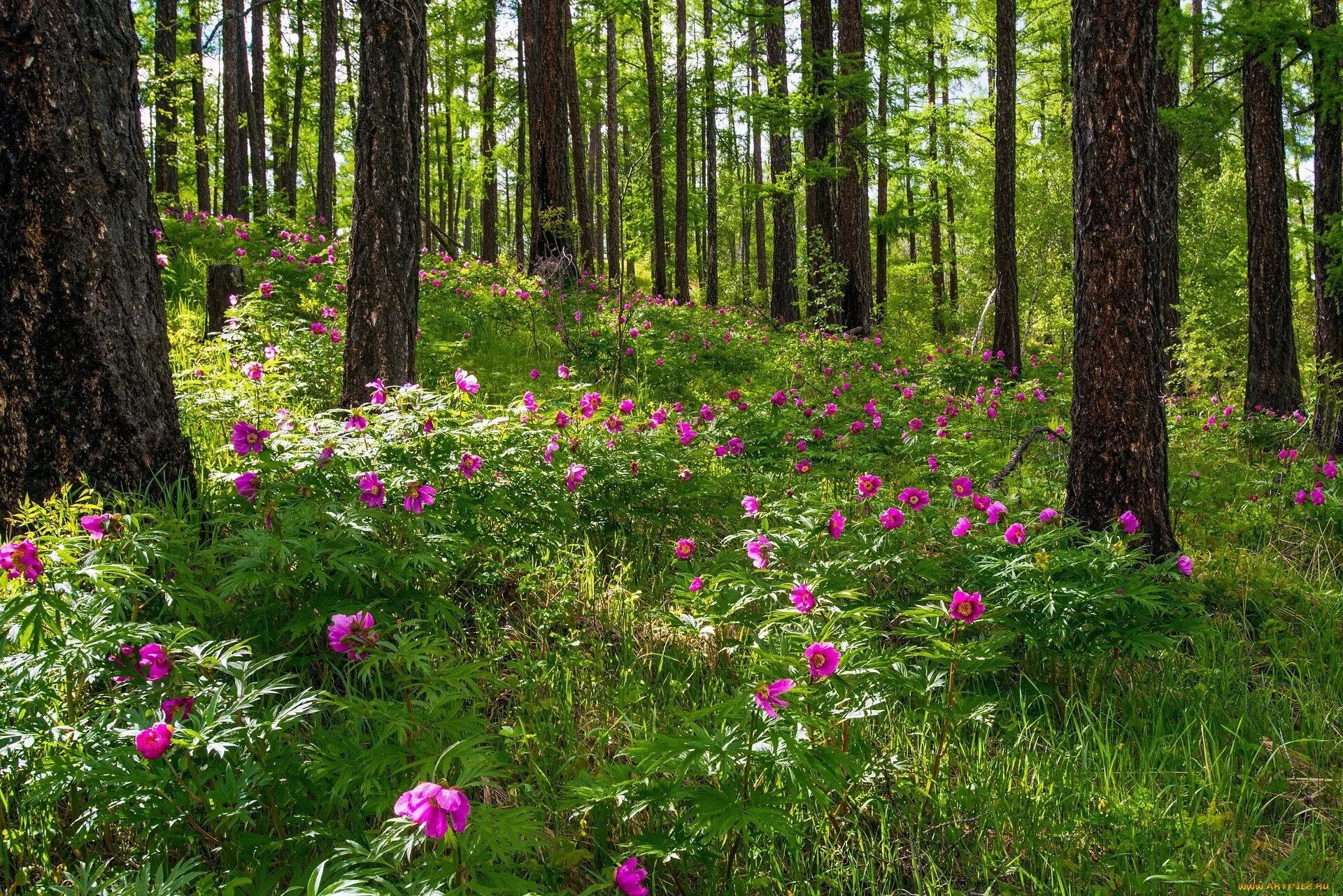 Цветы апшеронск. Беловежская пуща деревья. Журавинка Лесные цветы. Лесная опушка с цветамм.