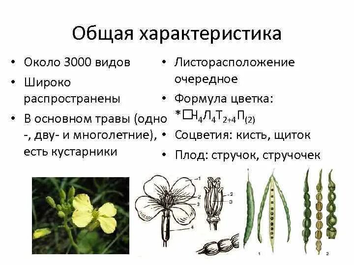 Соцветие семейства двудольных. Формула цветка двудольных и однодольных. соцветия однодольных растений. двудольные и однодольные крестоцветные. тип соцветия двудольных растений.