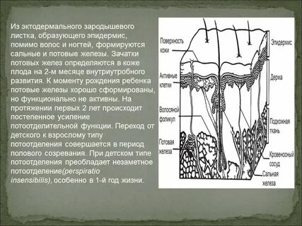 Таблица строение и функции кожи 8 класс