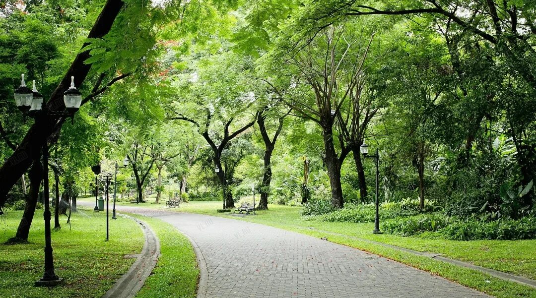 Street trees. Липовая аллея Сокольники. Зеленый парк Новогиреево. Аллея парк Дагомыс. Сквер Раисы Штрейс.