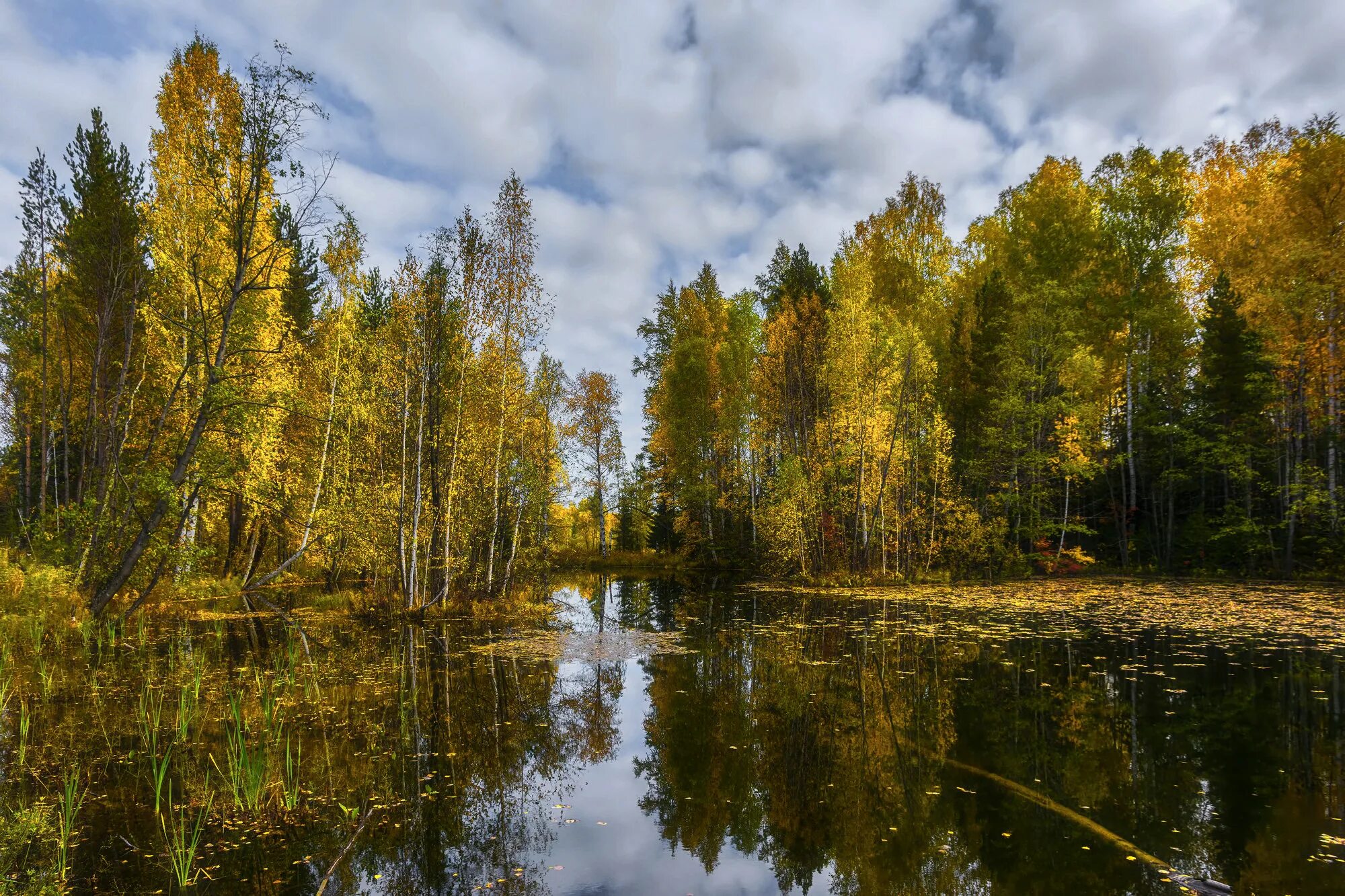 Озеро в лесу. Лесные озёра санаторий витебская обл. Санаторий лесное белоруссия витебская область. Лесное озеро фото. Озеро лесное татарстан.