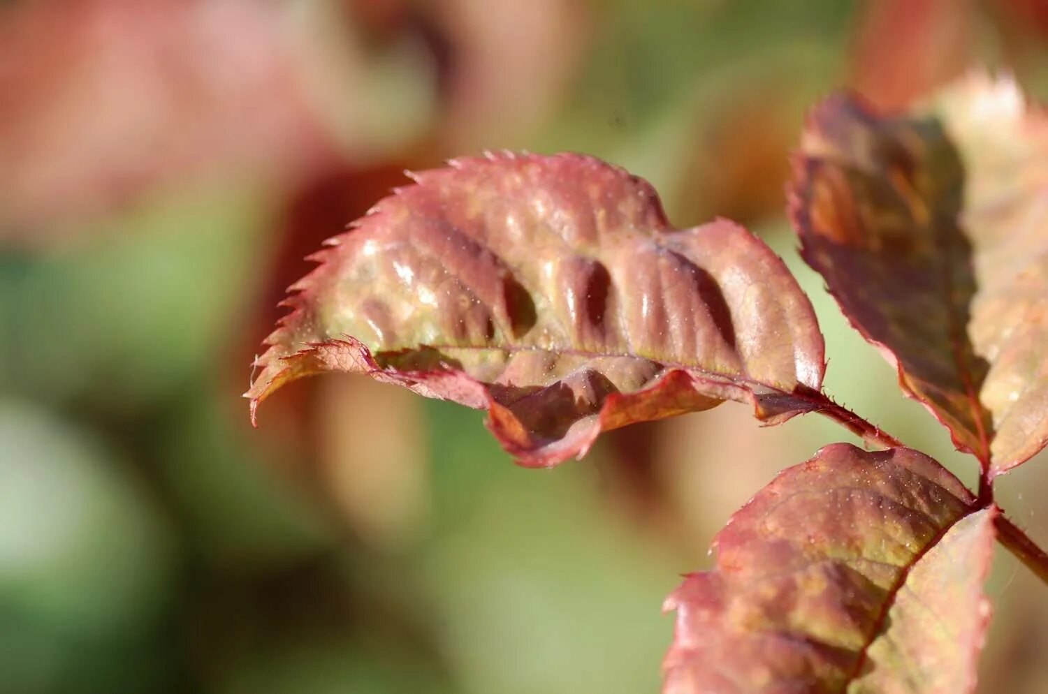 Молодая листва. Антракноз розы. Вирусная курчавость гортензии. Почему молодые листья. Почему молодые листья.