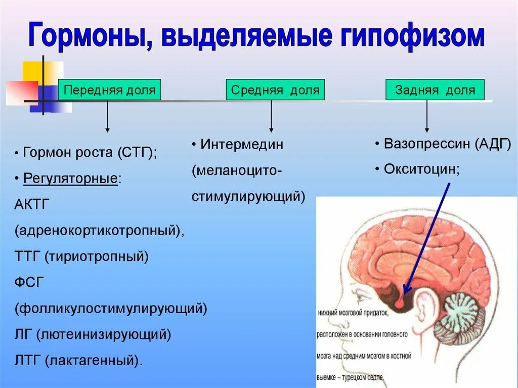 К железам зависимым от функций гипофиза относят. Функции желез гипофиз. гормон передней доли гипофиза, регулирующий рост человека. задняя доля гипофиза выделяет гормоны. железы внутренней секреции гипофиз передняя доля.