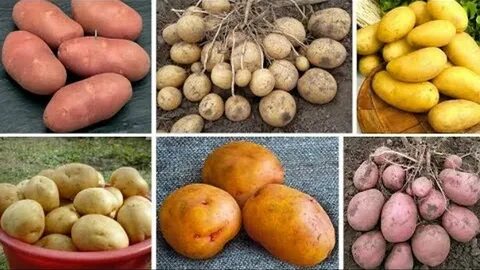 Сорт примадонна картофель