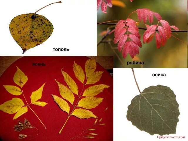Как отличить тополь. Осина ясень Тополь. Листья тополя и осины. Листья осины и тополя отличия. Берёза листья.