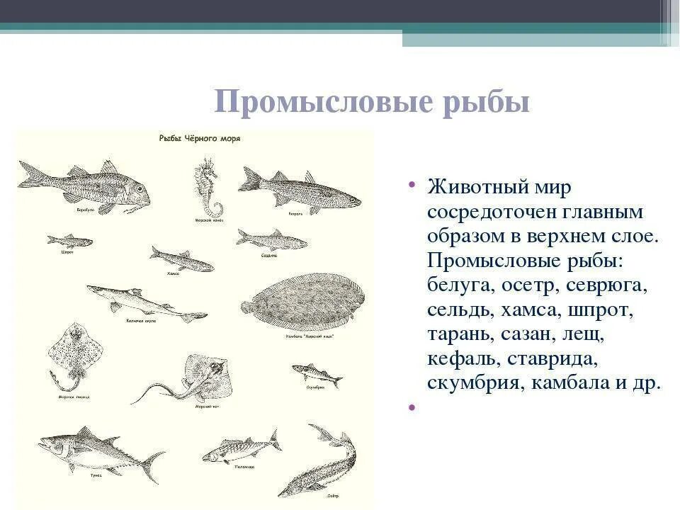 Промысловые группы рыб. Промысловые рыбы черного моря. Промысловые рыбы черного моря реферат. Черноморская Промысловая рыба. Название промысловых рыб.
