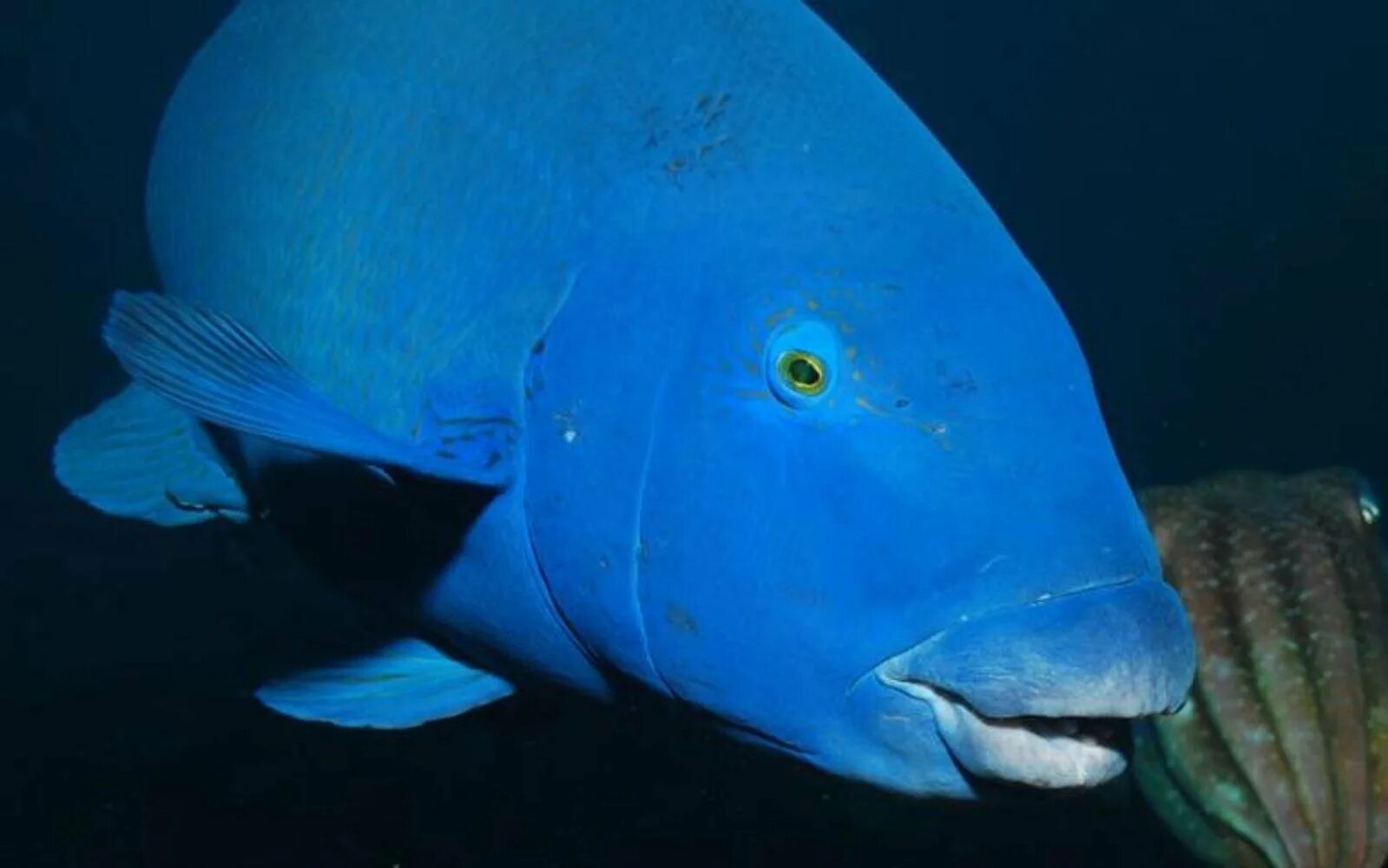 Большая синяя рыба