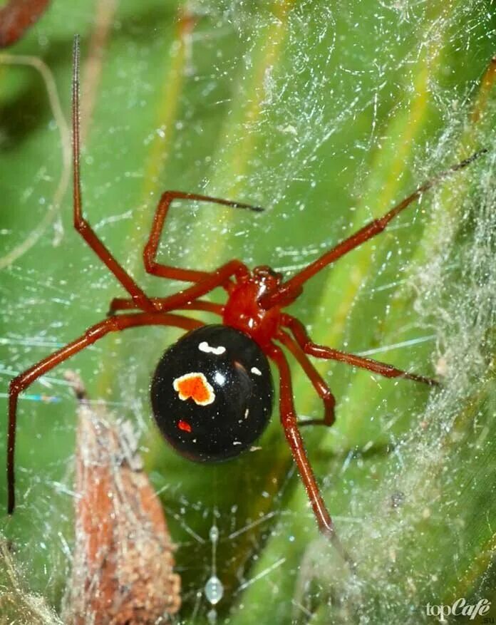 Latrodectus bishopi. Вдова Бишопа паук. Красные пауки ядовитые. Ядовитый Мико паук.