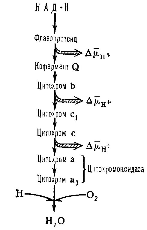 Осуществляются цикл кребса и окислительное фосфорилирование. Схема окислительного фосфорилирования биохимия. дыхательная цепь и окислительное фосфорилирование. окислительное фосфорилирование схема. окислительное фосфорилирование схема дыхательной цепи ферментов.