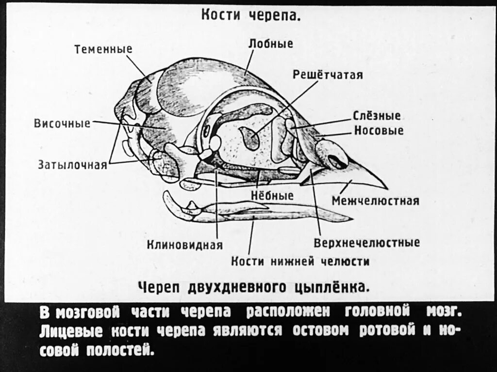 Большие глазницы у птиц. Особенности строения черепа у птиц. Скелет головы курицы. Скелет головы птицы строение. Строение черепа кур.