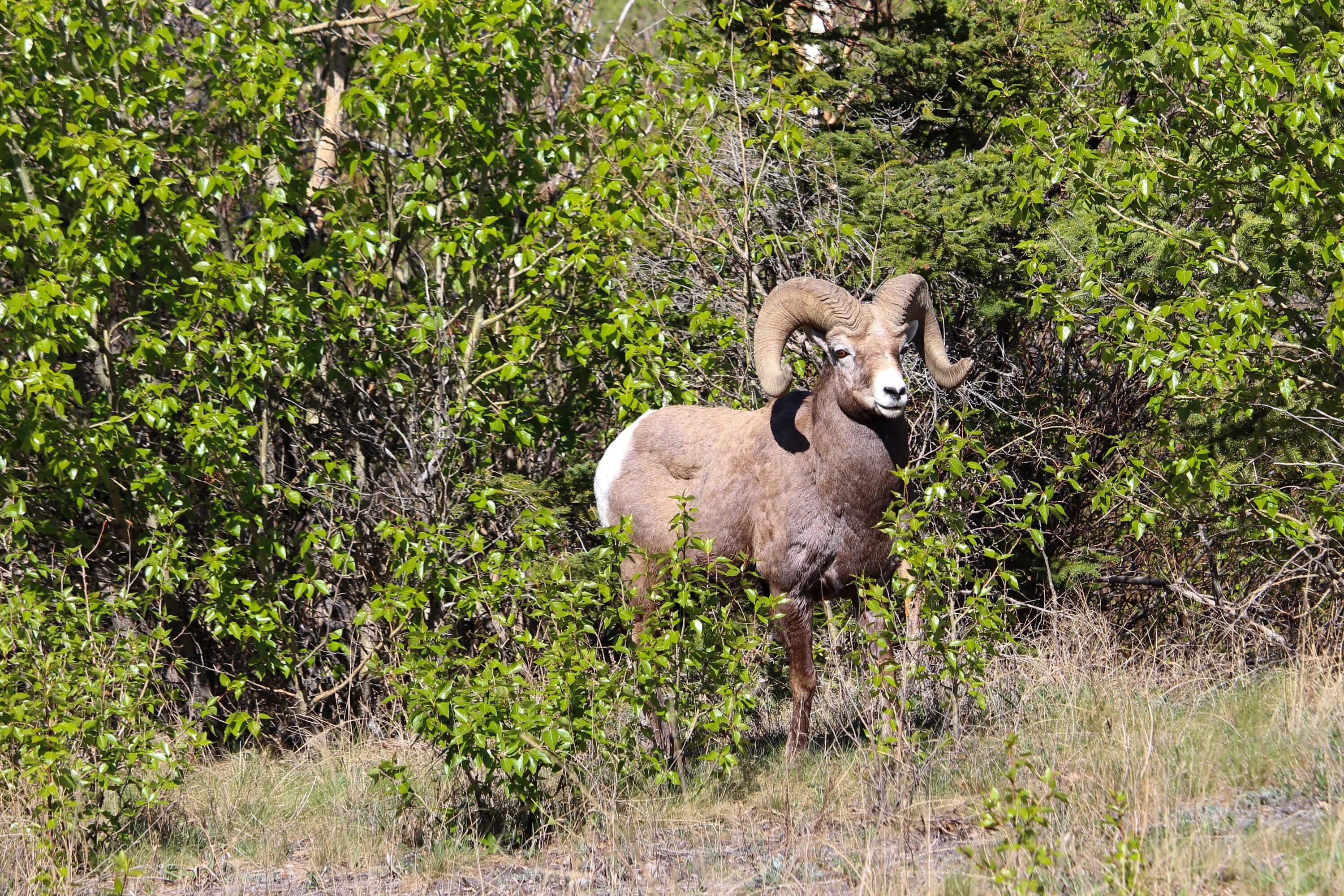 Чубуку горный баран. Рога снежного барана. 2 Bighorn Sheep. Животное с большими рогами похожий на барана. Дикий баран 6 букв