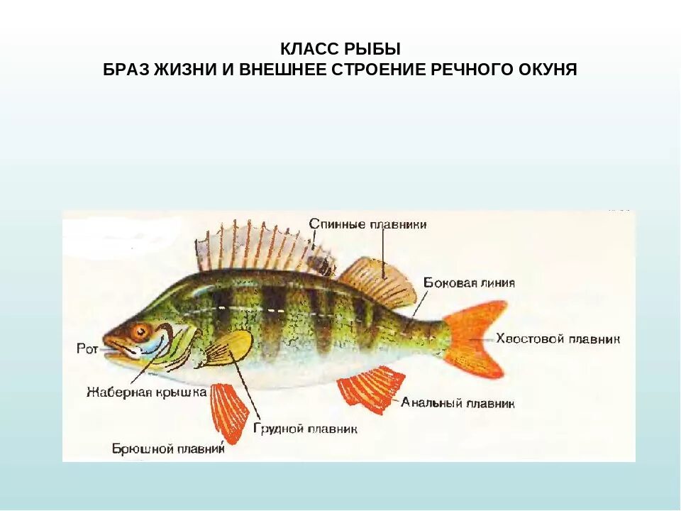 Тип симметрии щуки. Строение рыбы Речной окунь. Наружное строение речного окуня. Внешнее строение речного окуня 7 класс биология. Биология 7 класс рыбы Речной окунь.