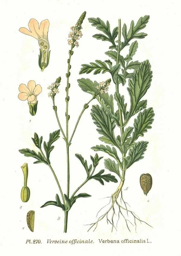 Herba Verbena officinalis. Растение Вербена лекарственная. Вербена Полевая. Вербена лекарственная (Verbena officinalis). Вербена польза