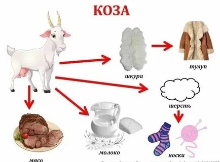 Схема животные и люди