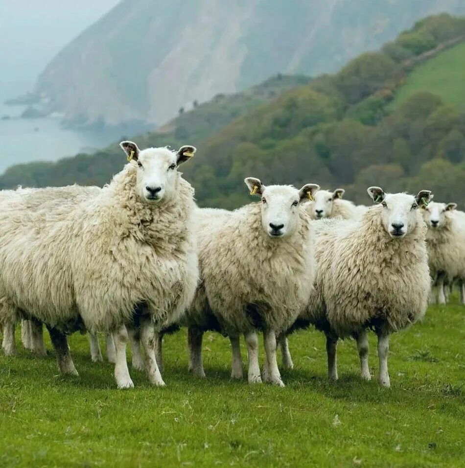 Бурятия крупнорогатый скот. Сардиния пастухи. 9 овец. Овца это рогатый скот. Овцы разных цветов.