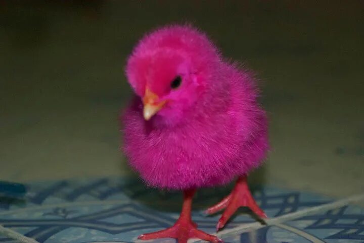 Розовый цыпленок. Красный цыпленок. Розовый птенец. Розовые куры.